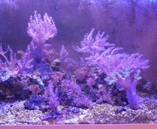 corals