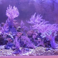corals