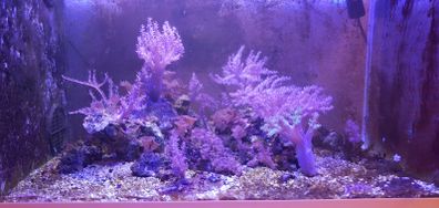 corals