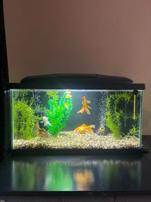 54l aquarium