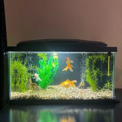 54l aquarium