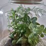Home plant Image 4