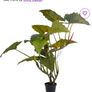 Artificial Plant Image 2