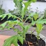 Echinops 'ritro' Image 3