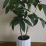 Plant decor Image 5
