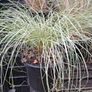Tall grasses " ponytail " Image 5