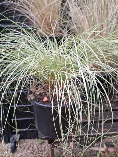 Tall grasses " ponytail "