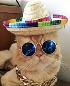 Cat Hat