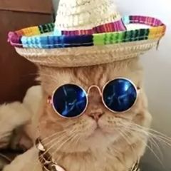 Cat Hat