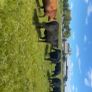 Pedigree Angus bulls and heifers Image 7