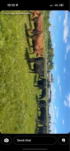 Pedigree Angus bulls and heifers