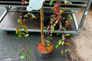 malus royal beauty