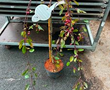malus royal beauty