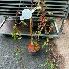 malus royal beauty
