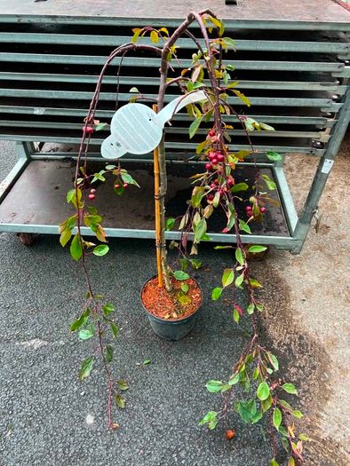 malus royal beauty