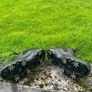 ECCO Golf Shoes Size 41 Image 2