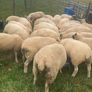 Super batch ewe hoggets for sale Image 2