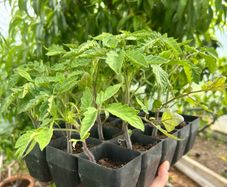 Tomato Plants