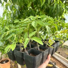 Tomato Plants