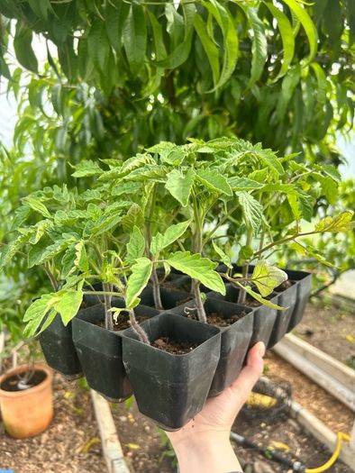 Tomato Plants