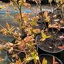 Medium Bush Blueberry 2l pot available in September Image 5