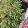 Fir tree Image 3