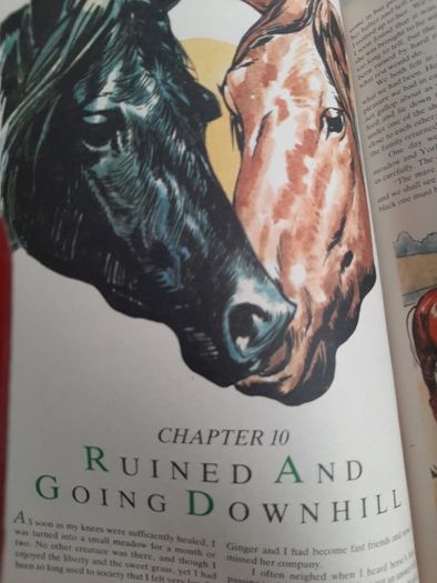 Black beauty vintage 1985 annual