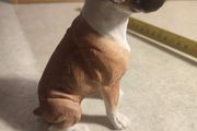 Country Artists -Boxer -Sitting