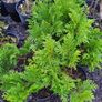 Shrubs, Garden Plants Image 7