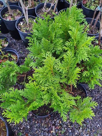 Shrubs, Garden Plants