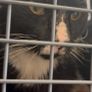 Cat Adoption Image 3