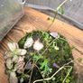 mini terrarium Image 4