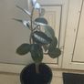 rubber plant Ficus elastica Image 2