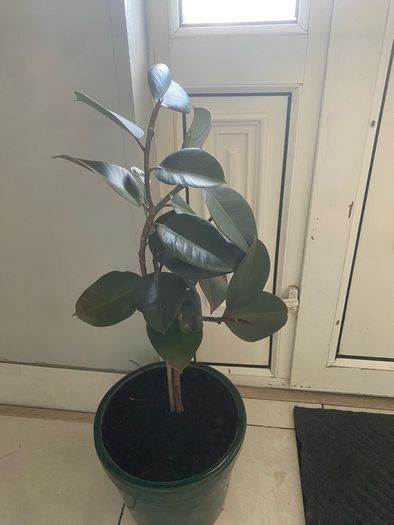 rubber plant Ficus elastica