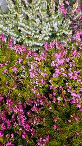 Large Heathers, three euros