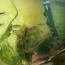 110L fish tank need gone ASAP Image 4