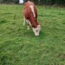 Livestock Image 5