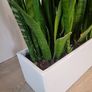 Sansevieria Zeylanica trough Image 7
