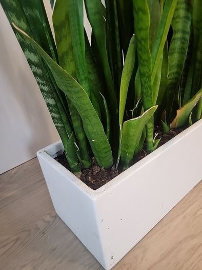 Sansevieria Zeylanica trough