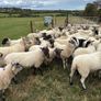hoggets Louth Image 3