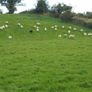 Hoggets Image 2