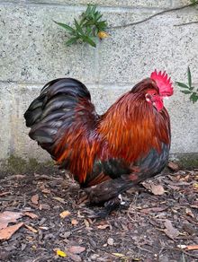 Roosters: Silkie Pekin Cross (free for collection)
