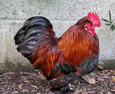 Roosters: Silkie Pekin Cross (free for collection)