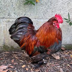 Roosters: Silkie Pekin Cross (free for collection)