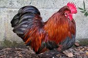 Roosters: Silkie Pekin Cross (free for collection)