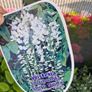 wisteria Image 2