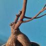 bonsai tree Image 2
