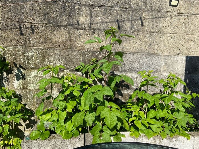 Raspberry Plant