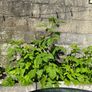 Raspberry Plant Image 8