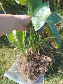 Hosta